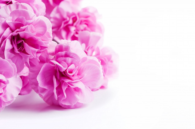 pink-flowers-on-a-white-table_1160-723.jpg